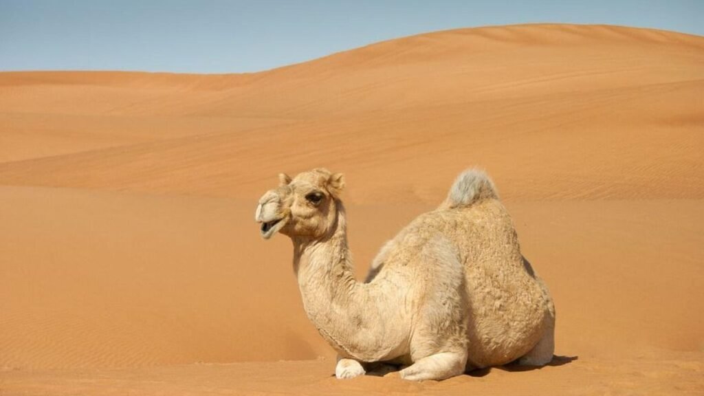 10 Incredible Adaptations That Allow Desert Animals to Survive Extreme Heat