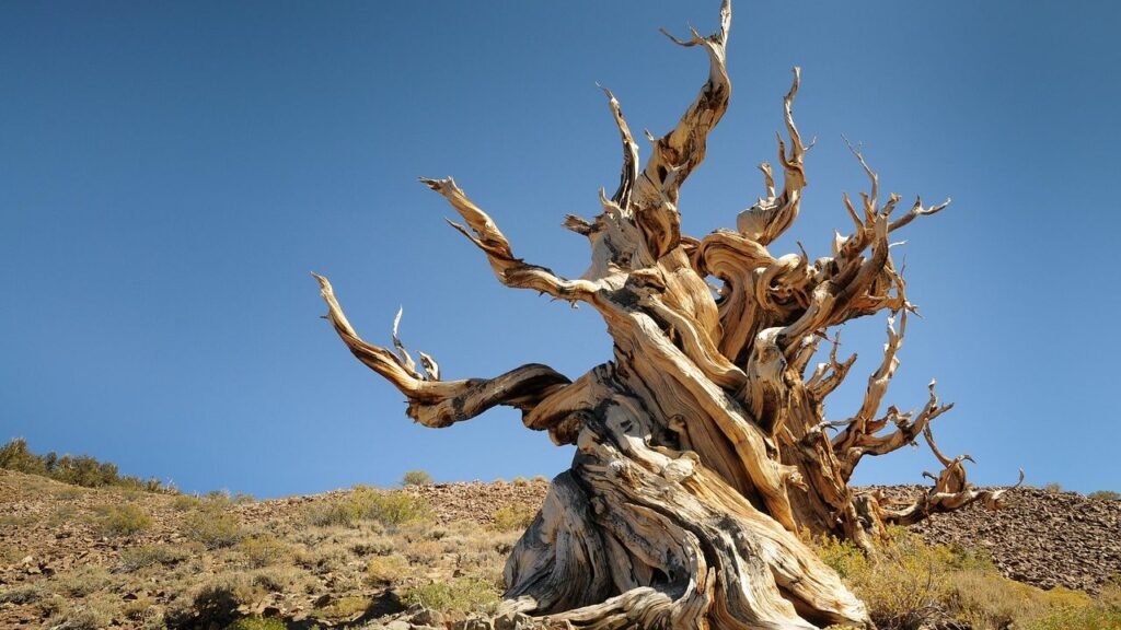 10 Unique American Tree Species You've Never Heard Of (and Why They're Special)