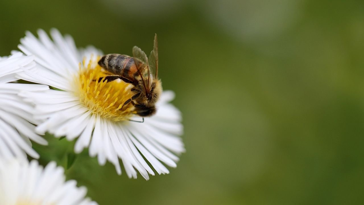 9 Reasons Why Bees Are Even More Important Than You Ever Imagined