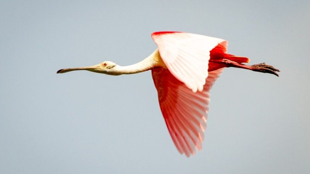 The US States With the Most Roseate Spoonbills