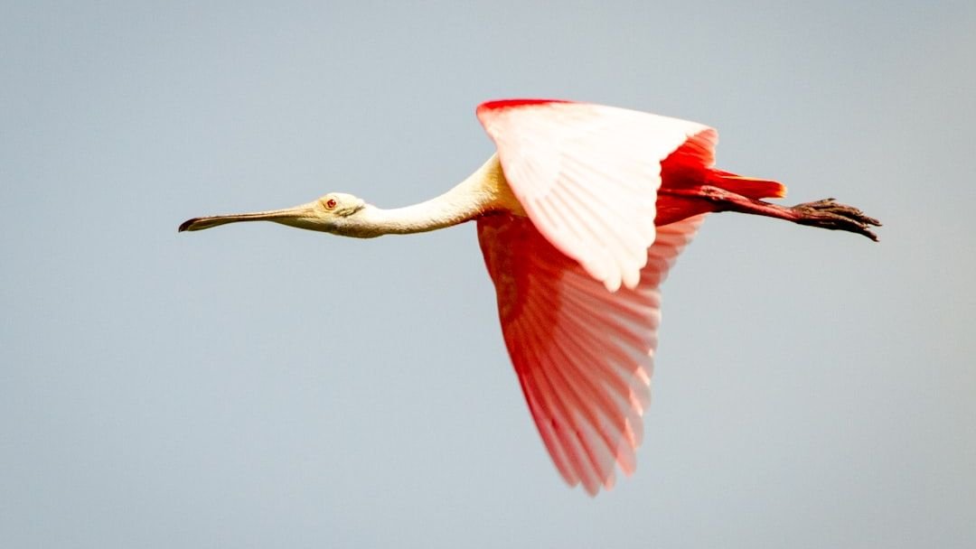 The US States With the Most Roseate Spoonbills