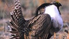 10 Fascinating Facts About The Colorado Sage Grouse