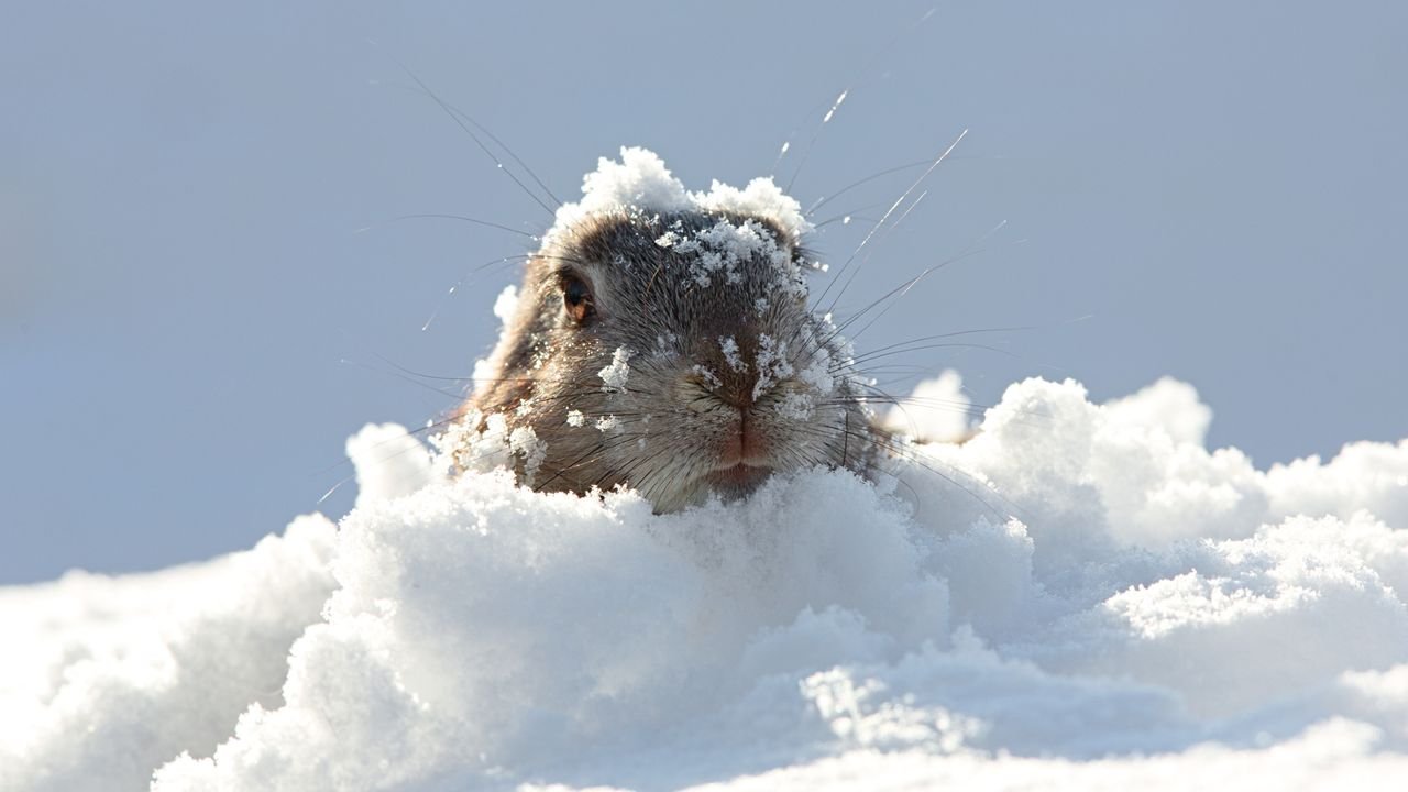 Groundhog Day isn't the halfway point of winter  -  the real one arrives tomorrow