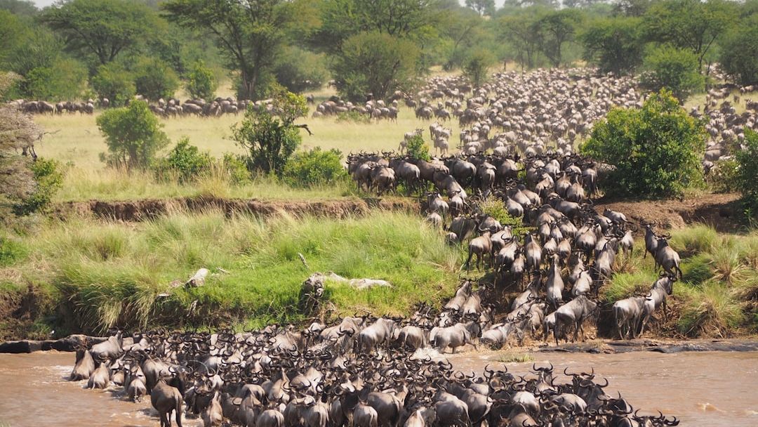 The Mystery of Animal Migration: Navigating Without Maps