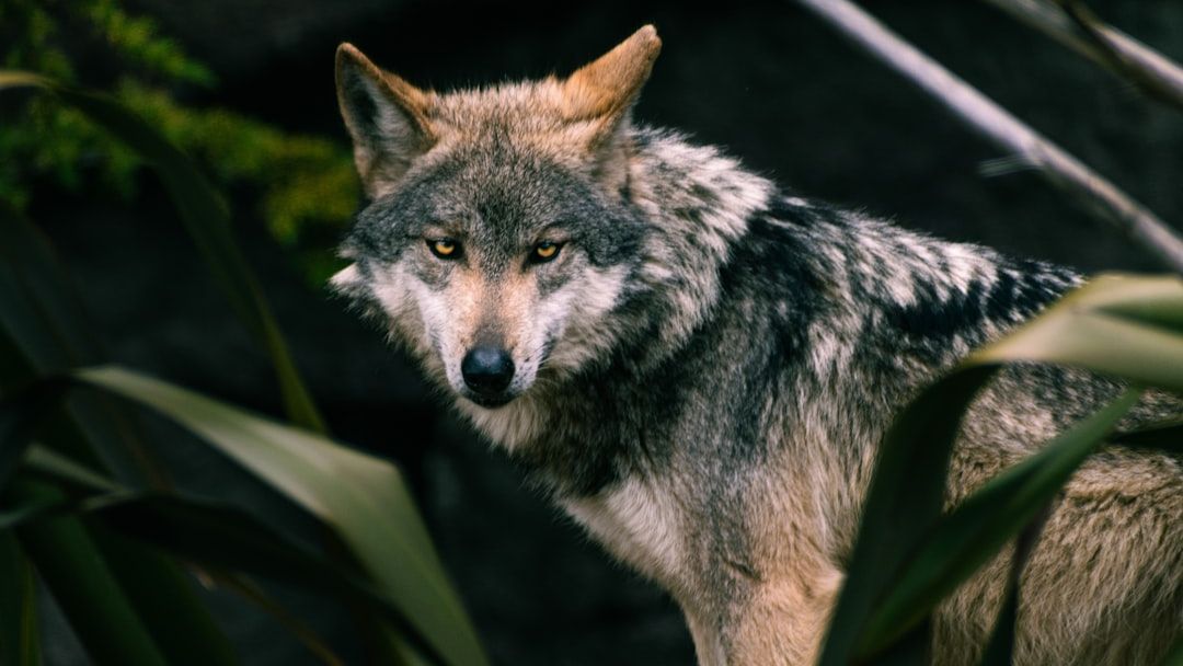 7 Astonishing Adaptations That Allow Endangered US Animals to Thrive Against Odds