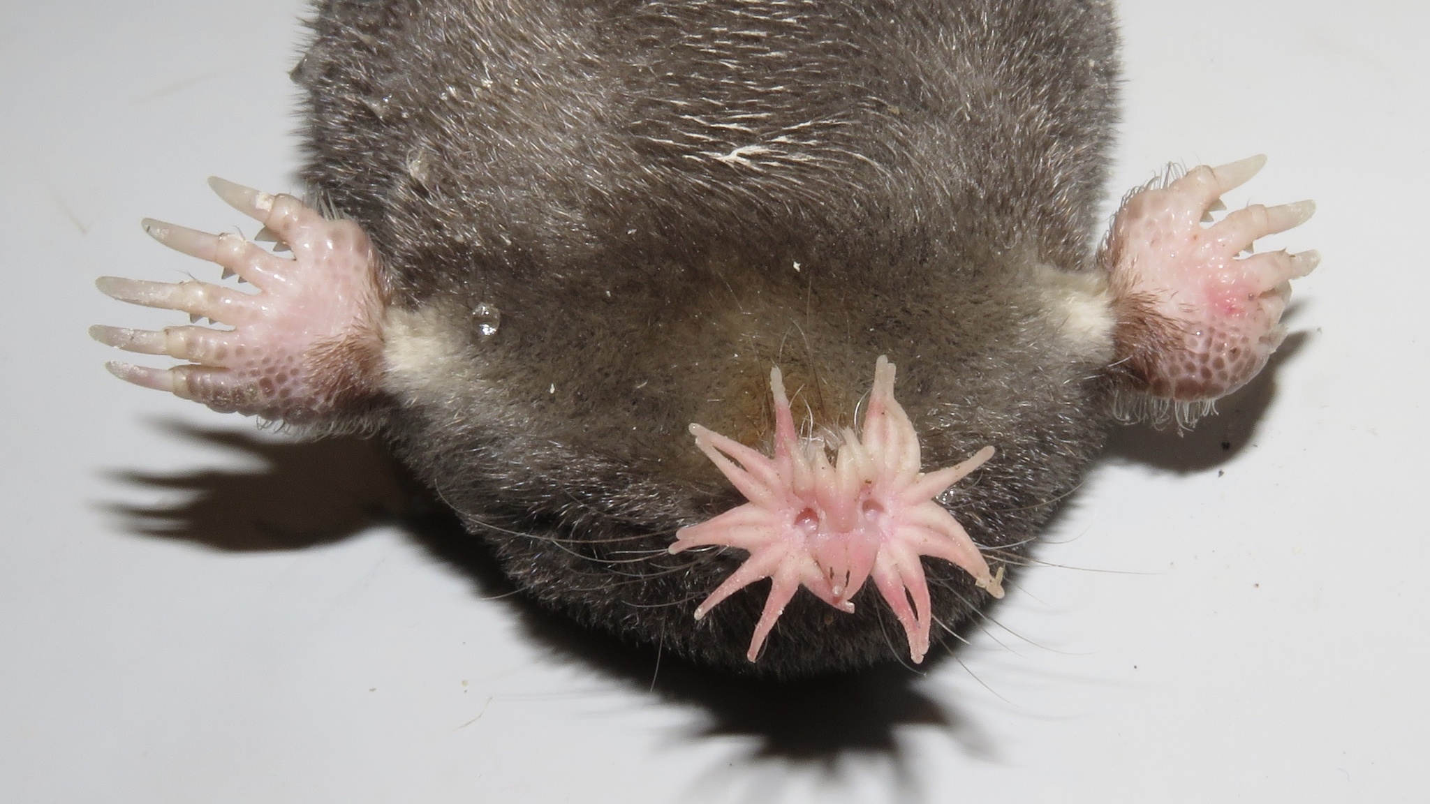 9 Unique Wild Animals in America You Never Knew Existed (and Why They’re Special)