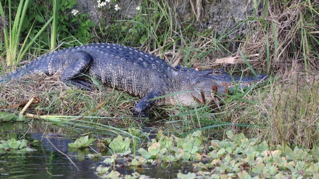 7 Conservation Success Stories: How US Efforts Are Saving Iconic Wildlife Species