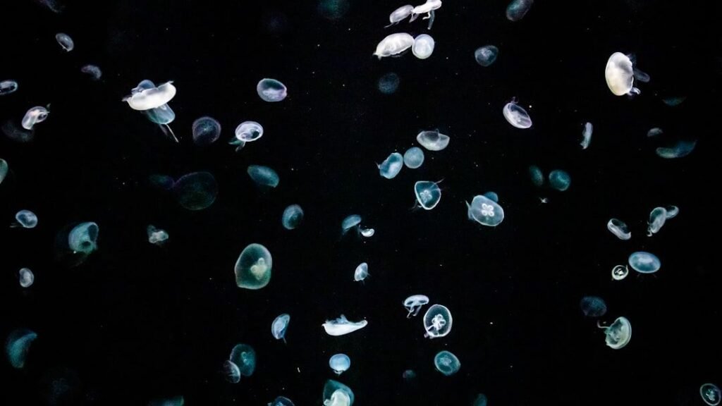 The Ocean's Deepest Trenches: Unexplored Worlds Teeming with Bizarre Life