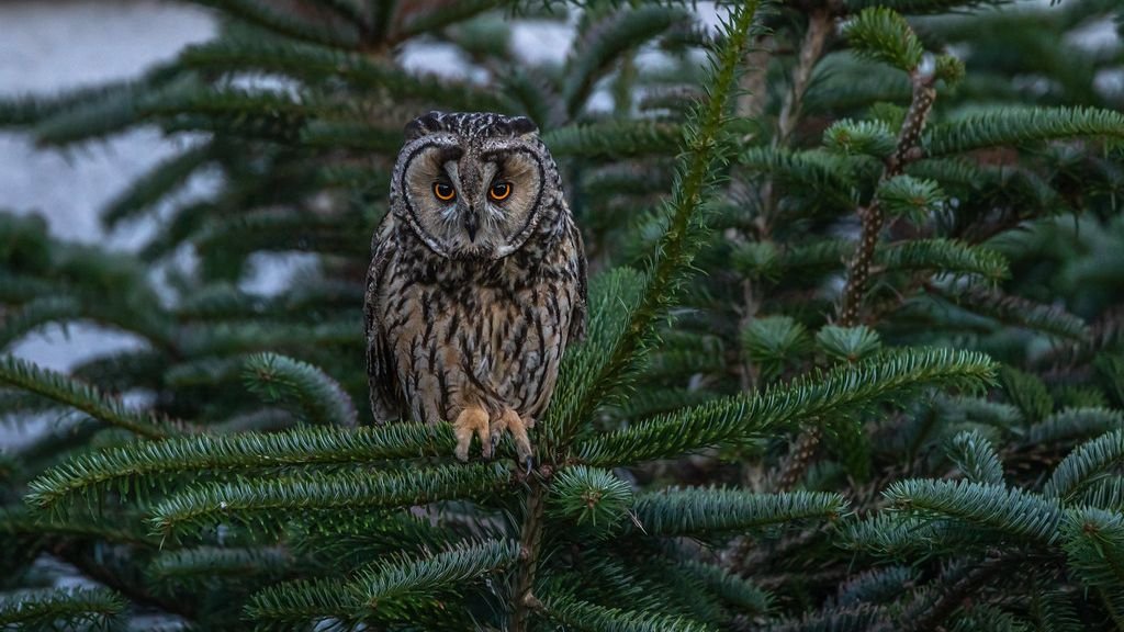 7 Incredible Animals with Superhuman Senses You Won't Believe