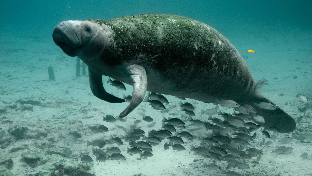 15 Of The Most Endangered Animals In North America