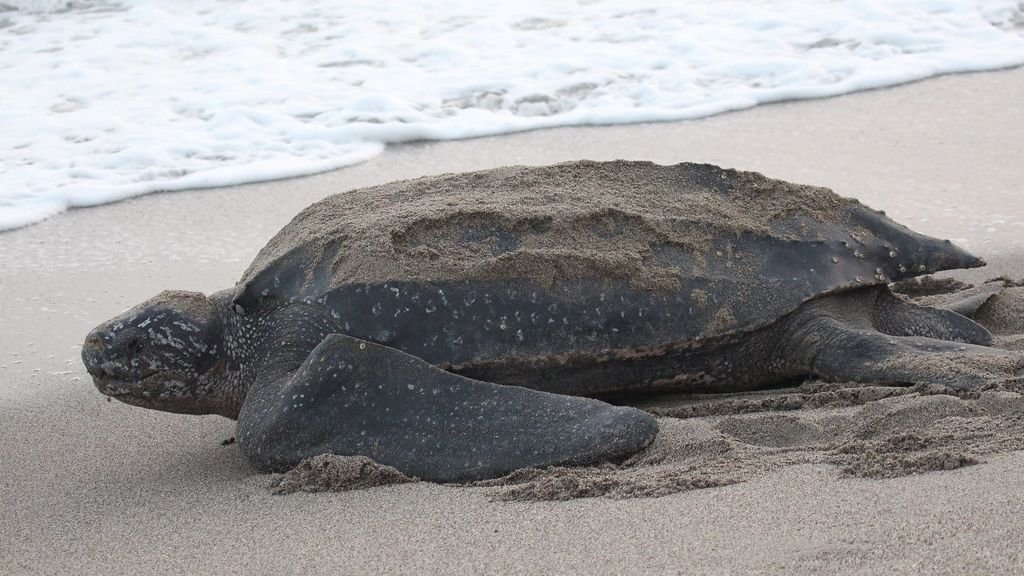 The US States With the Most Leatherback Turtles