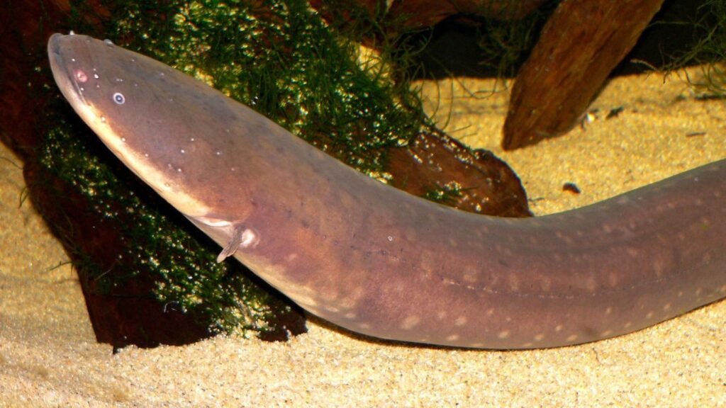 10 Extraordinary Abilities of Electric Eels That Go Beyond Shocking