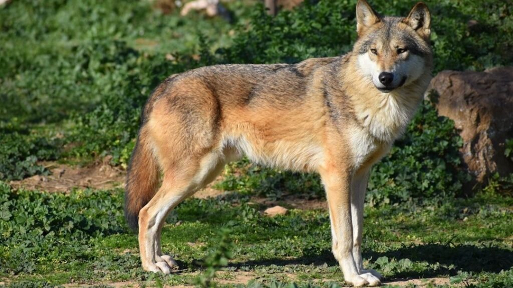 10 Interesting Facts About The Red Wolf: America's Most Endangered Animal