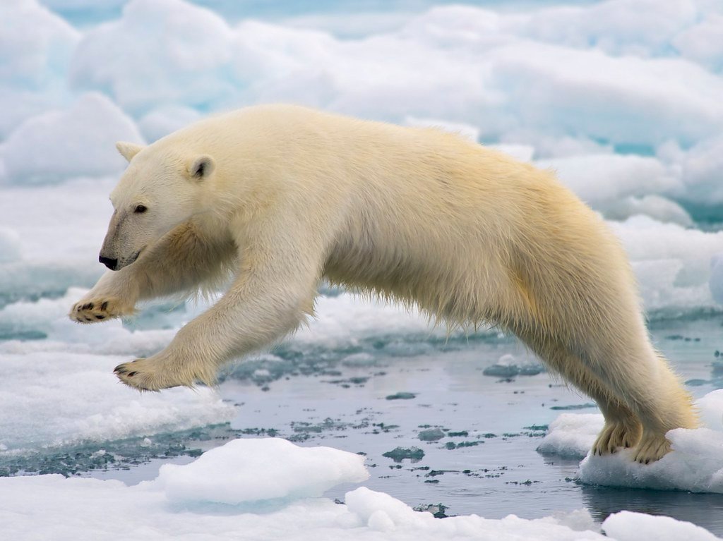 Polar Bear Numbers Rising And Health Improving In Areas With The Most Rapid Sea Ice Decline