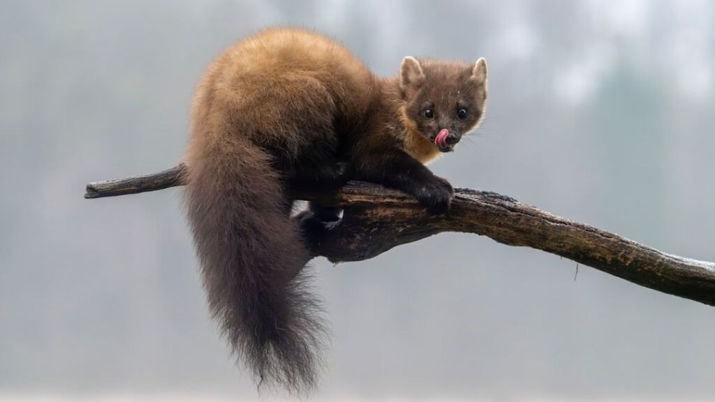 7 Astonishing Wildlife Facts About America's Most Elusive Creatures