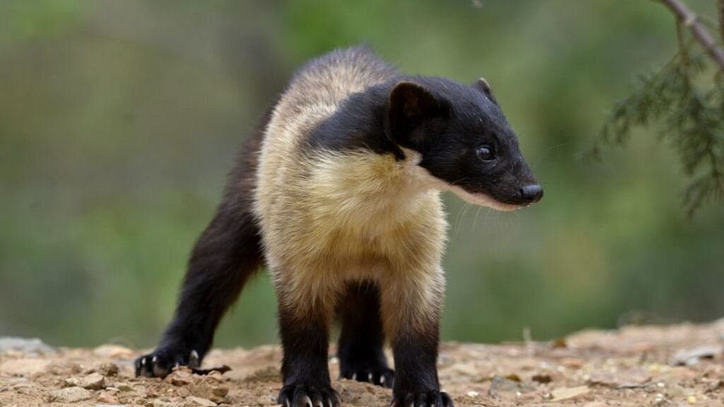 America's Vanishing Wildlife: 5 Conservation Success Stories You Should Know