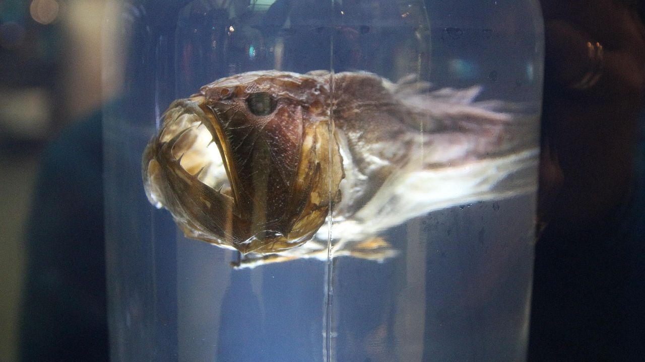 The Deep Sea Is Home to Creatures Beyond Our Wildest Imaginations