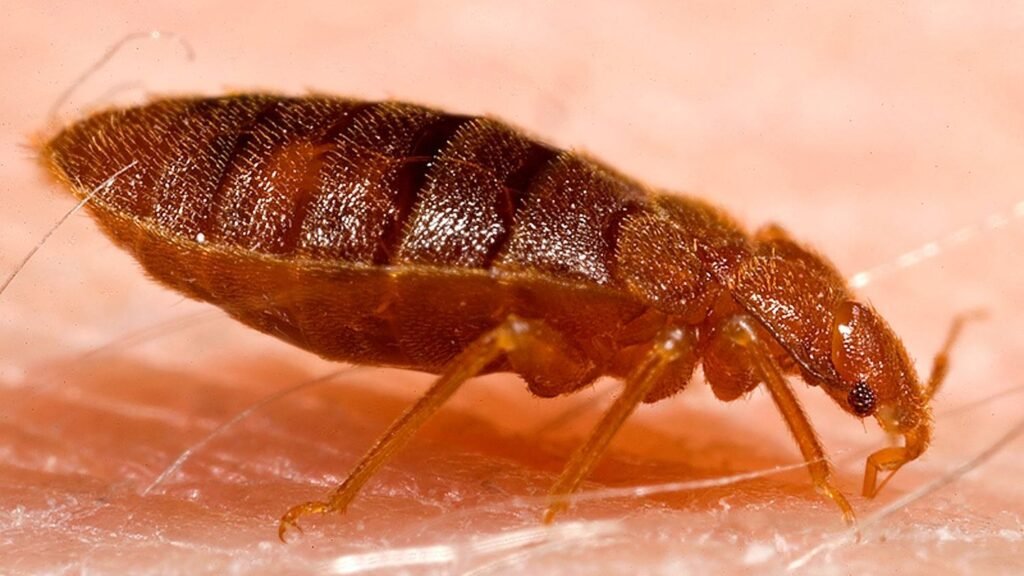 8 Reasons Why Bed Bugs Are Attracted To Your Bed