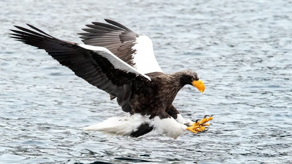 10 Interesting Facts About The Majestic Steller's Sea Eagle