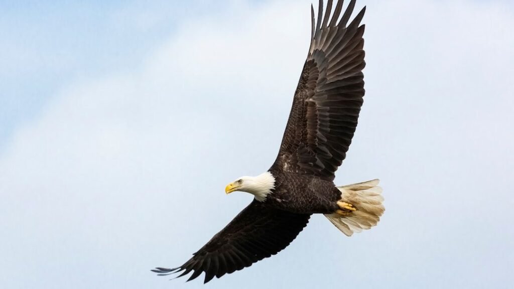 The Zodiac Signs That Could Bond With an Eagle