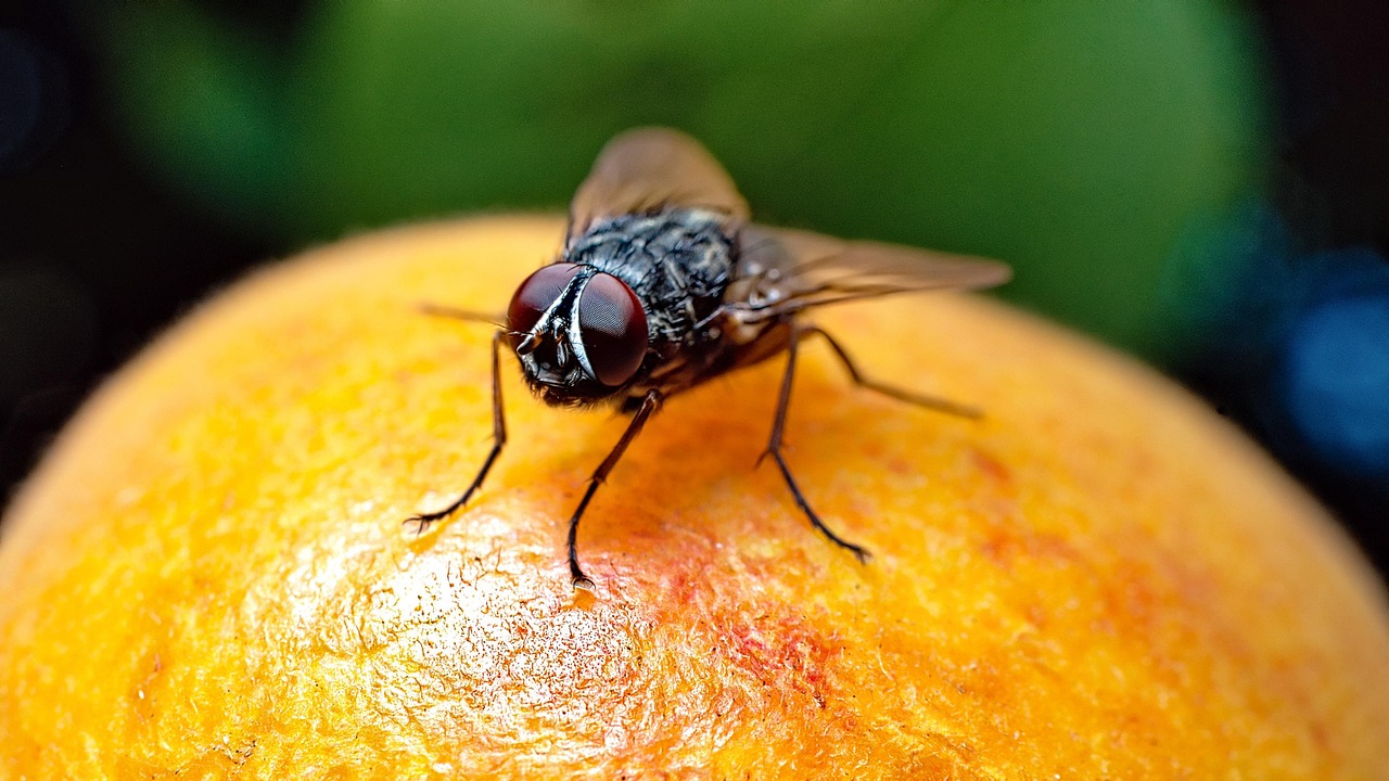 Household Smells Could Be Inviting Dangerous Pests