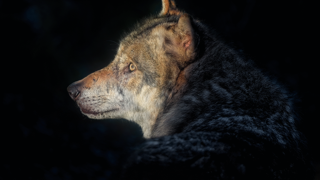 The Zodiac Signs Which Share the Strongest Bond With Wolves