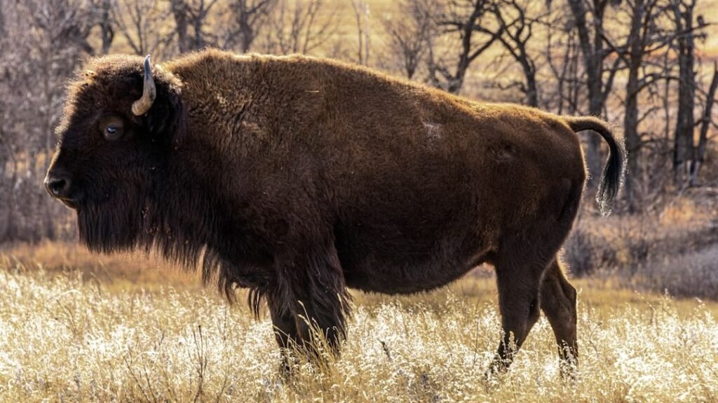 Which Zodiac Signs Share A Bond With The American Bison