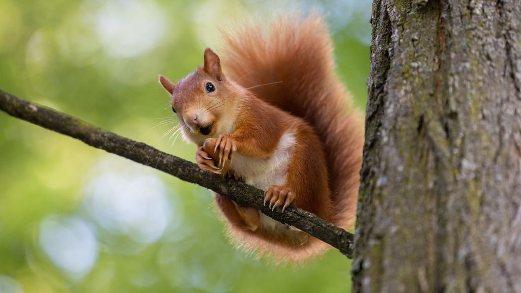 Animals Possess Emotional Intelligence That Rivals Our Own Understanding