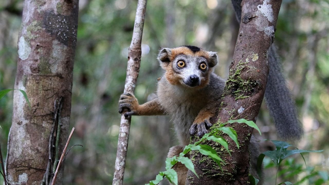 10 Ways Artificial Intelligence Is Changing Wildlife Conservation Forever