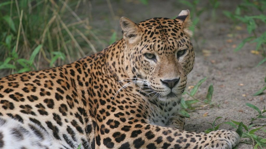 What Makes the Leopard the Ultimate Stealth Hunter? Biomechanics Explains