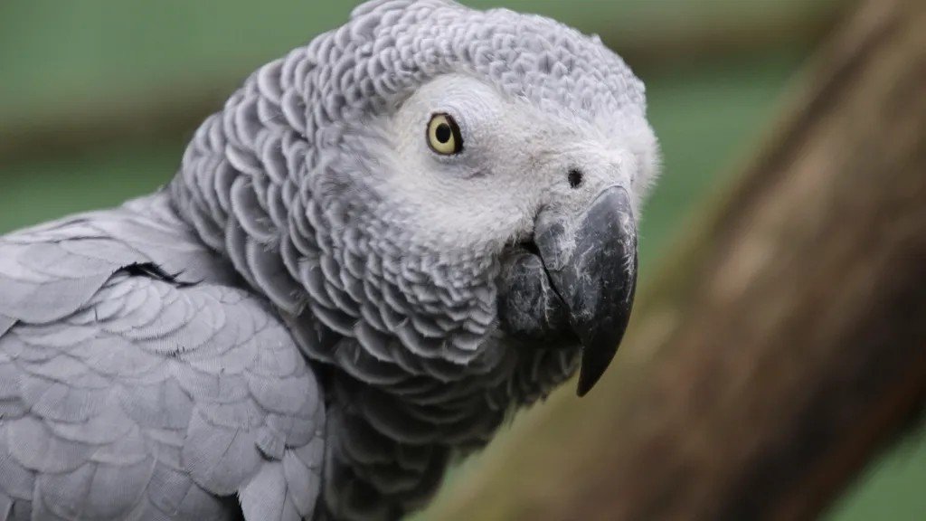 8 Amazing Discoveries About Birds' Intelligence That Will Surprise You