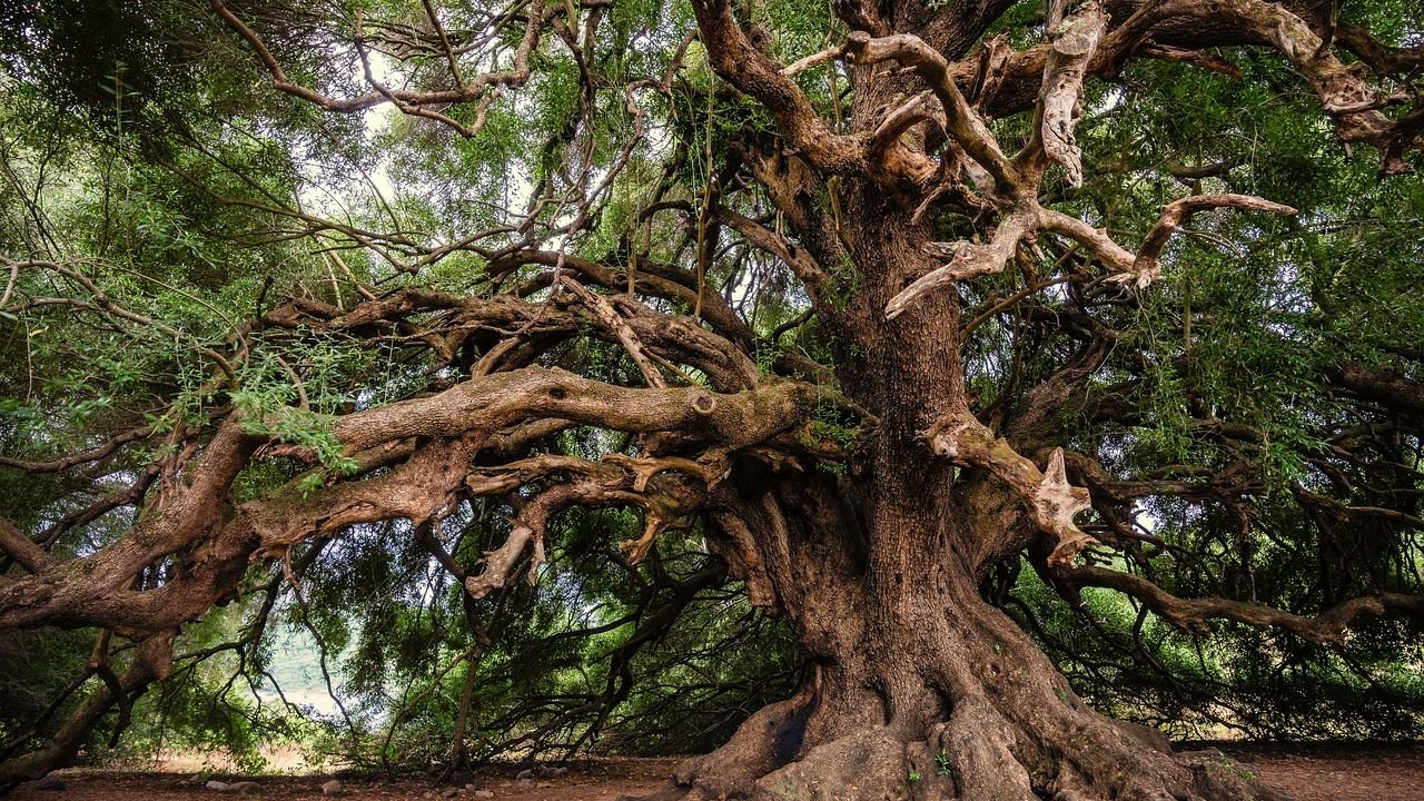 10 Remarkable Trees Around the World With Incredible Stories