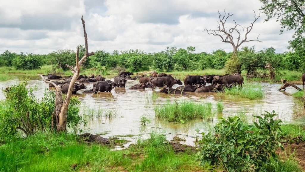 After intense flooding, Kruger National Park rushes to repair damage