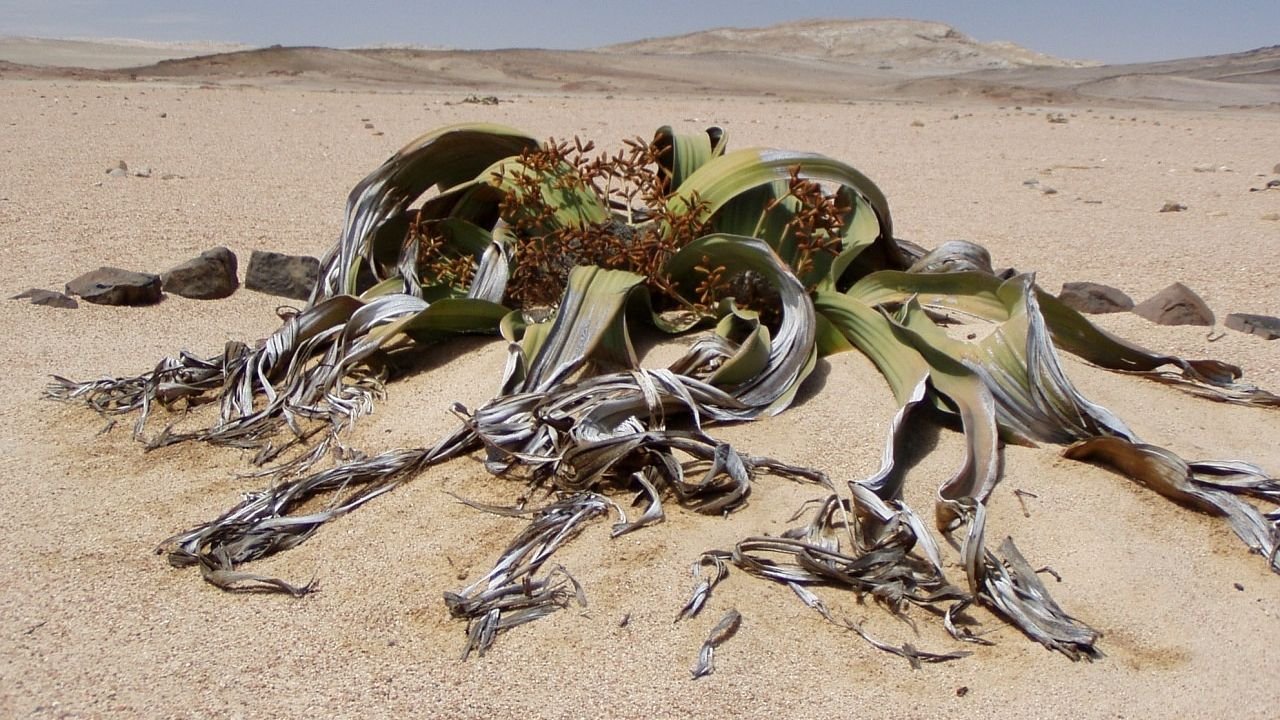 10 Unique Plants With Abilities That Seem Straight Out of Science Fiction