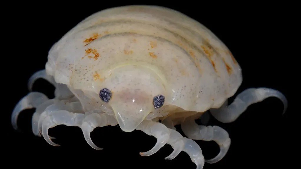 Earth's Deep Oceans Are Home to Creatures Beyond Our Wildest Imagination