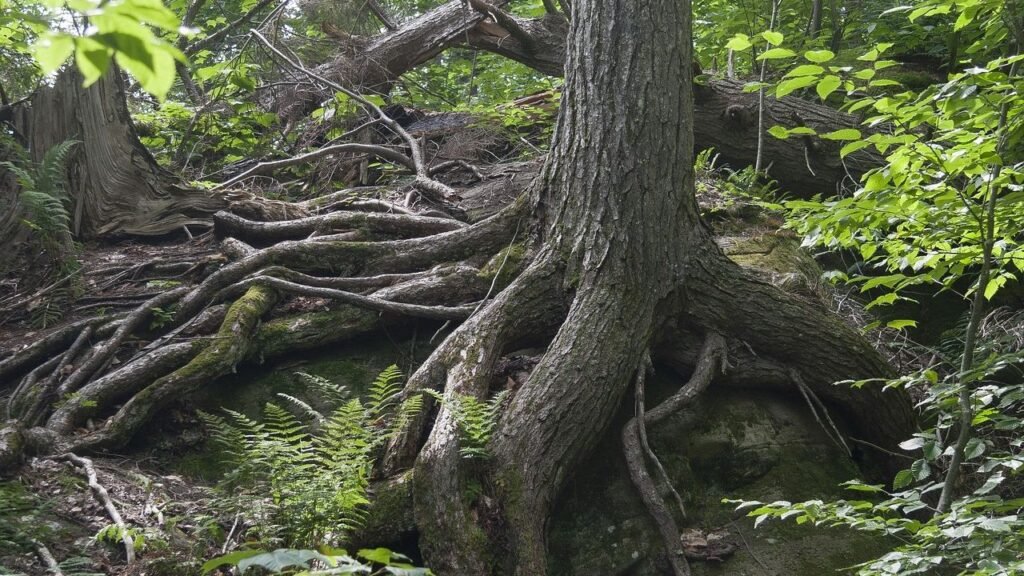 The Secret Lives of Trees: How Forests Communicate Underground