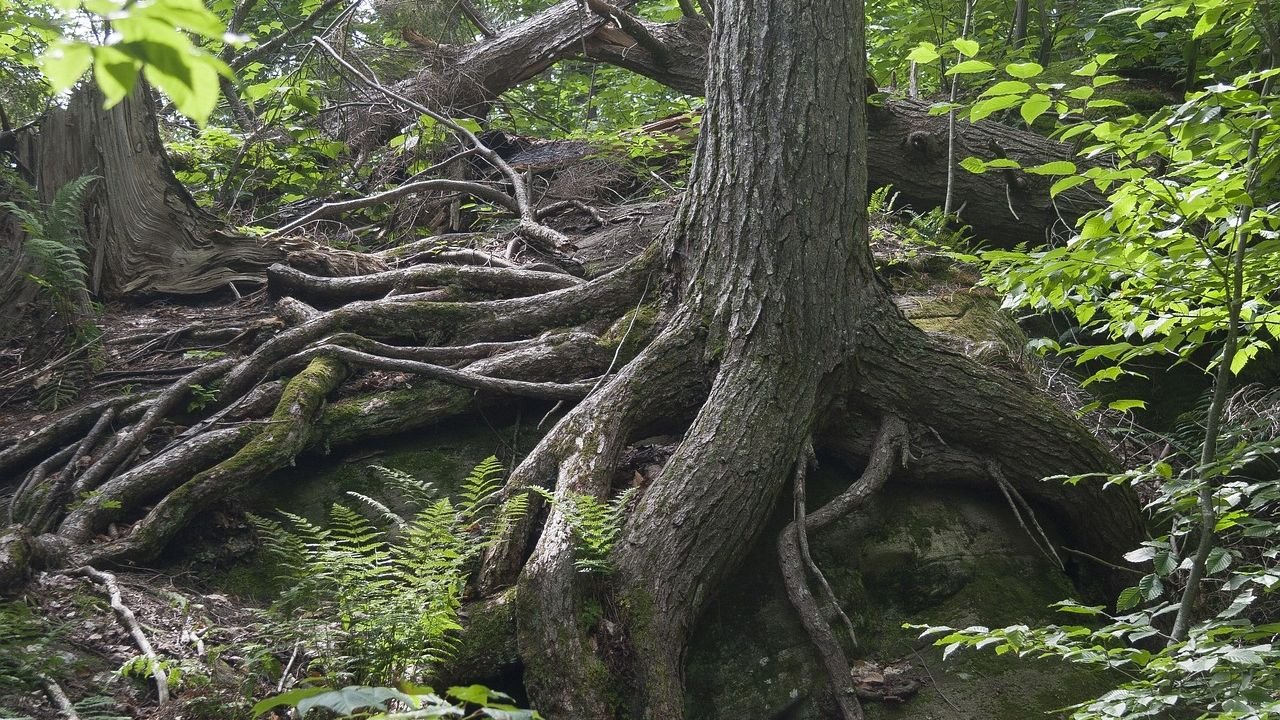The Secret Lives of Trees: How Forests Communicate Underground