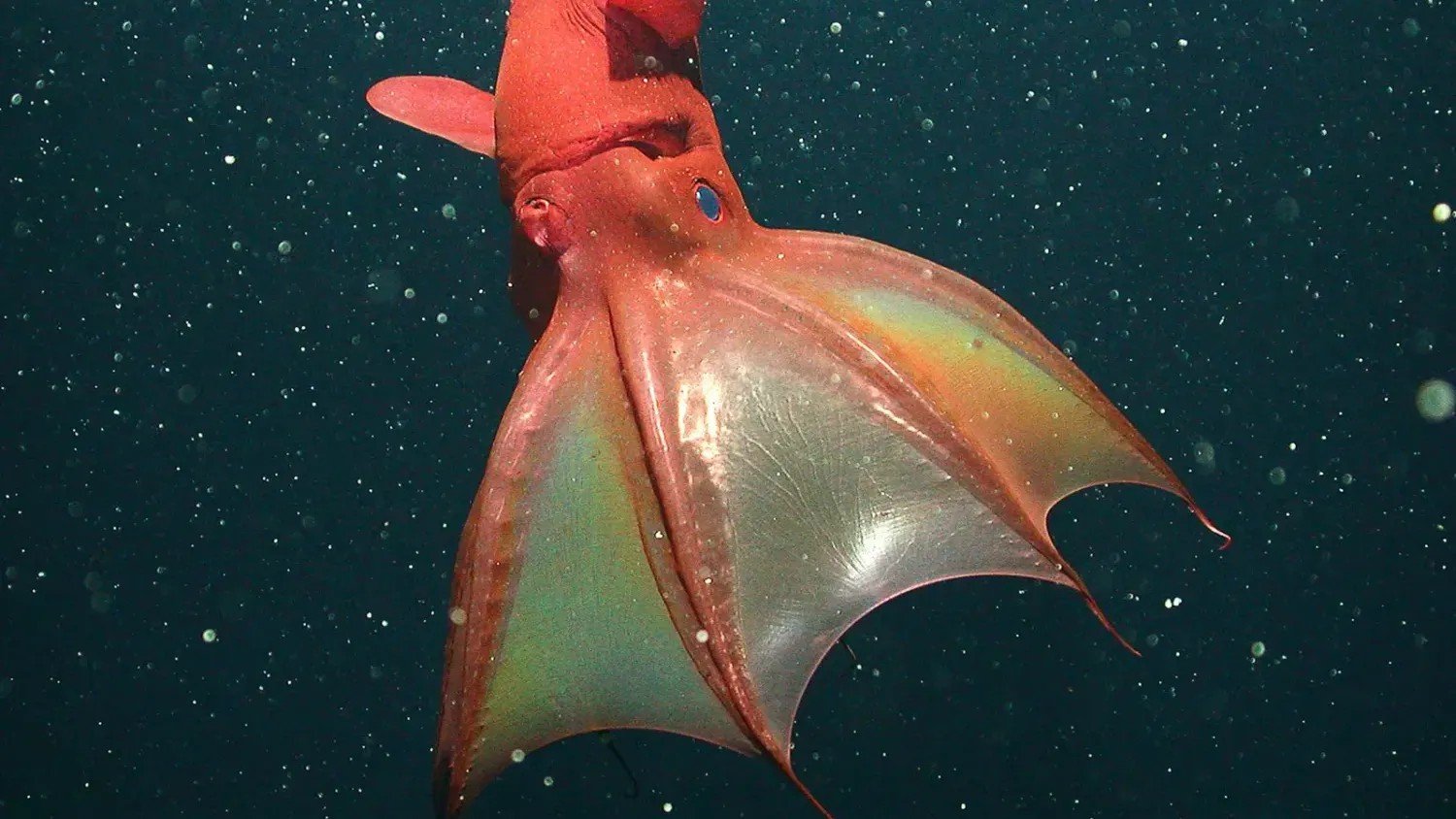 10 Bizarre Creatures Discovered in the Ocean’s Deepest Trenches