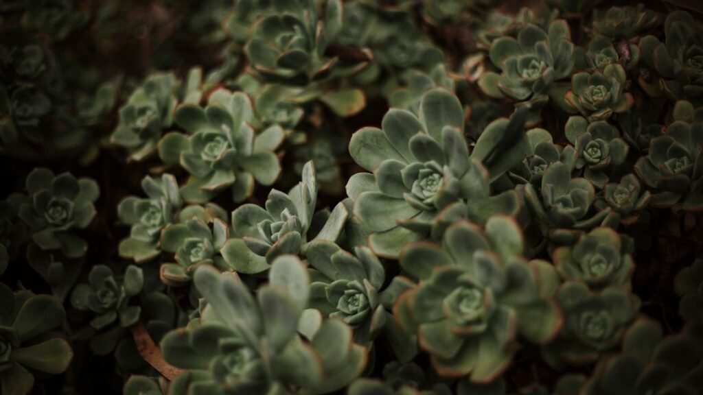 8 Incredible Ways Plants Adapt to Extreme Environments