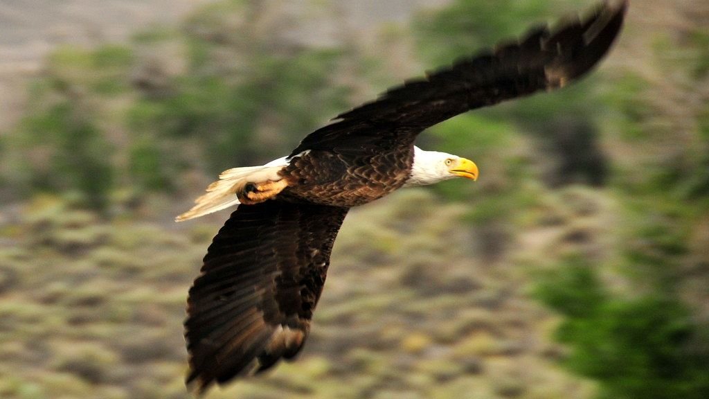 What American Bird Are You According to Your Zodiac Sign