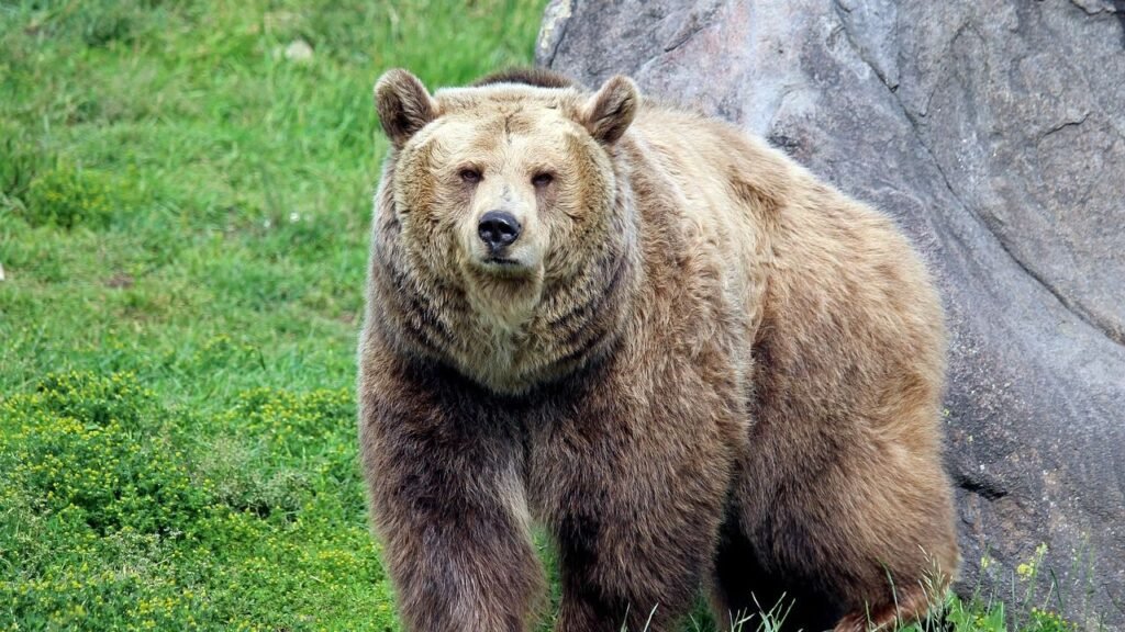 8 Bear Facts That Explain When They Actually Attack