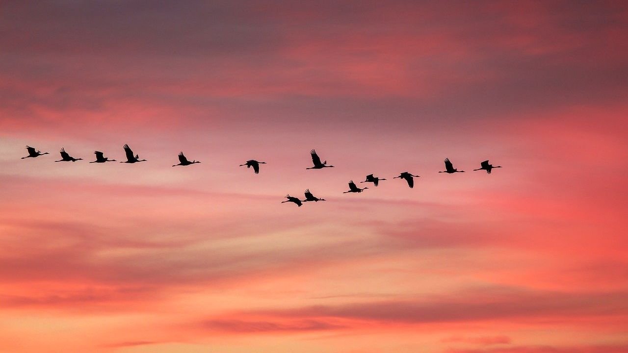 5 Ways Animals Use Geomagnetism to Find Their Way