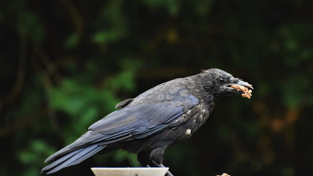 Decoding Animal Intelligence: The Surprising Ways Creatures Solve Complex Problems