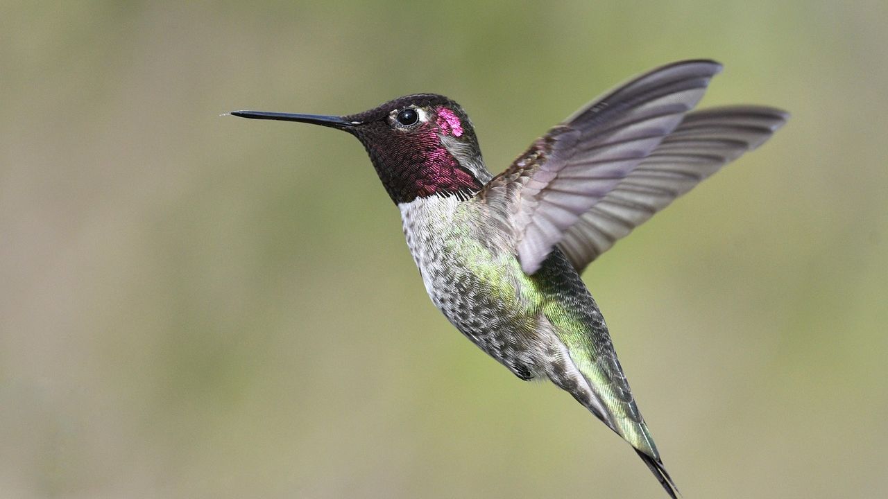 10 Fascinating Facts About Birds That Will Amaze You