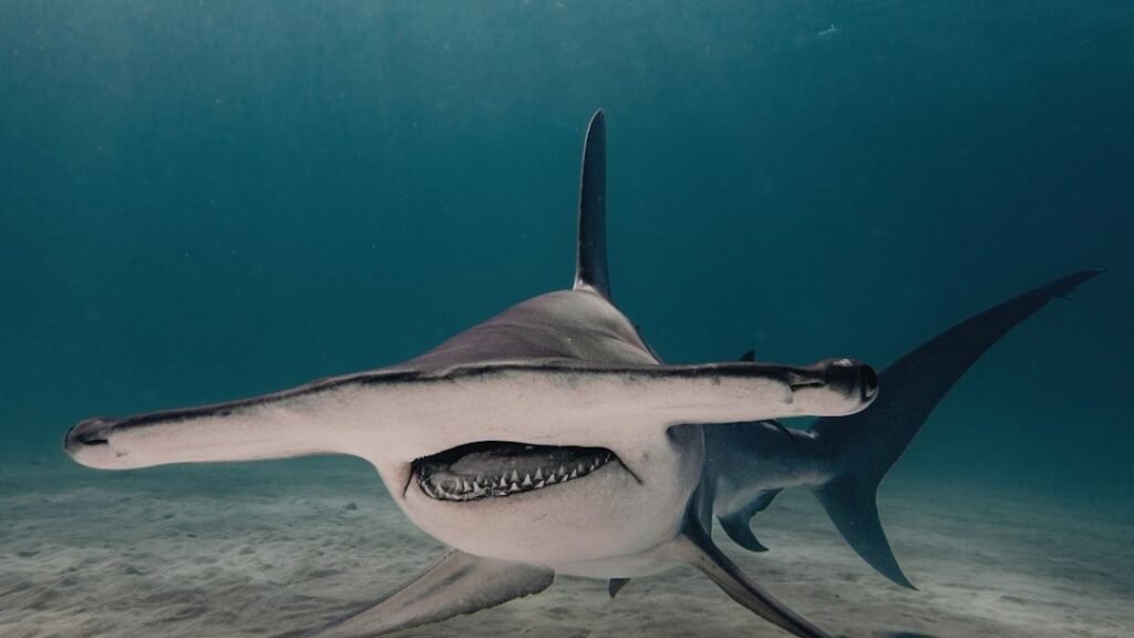 10 Animals with Extraordinary Senses You Never Knew Existed