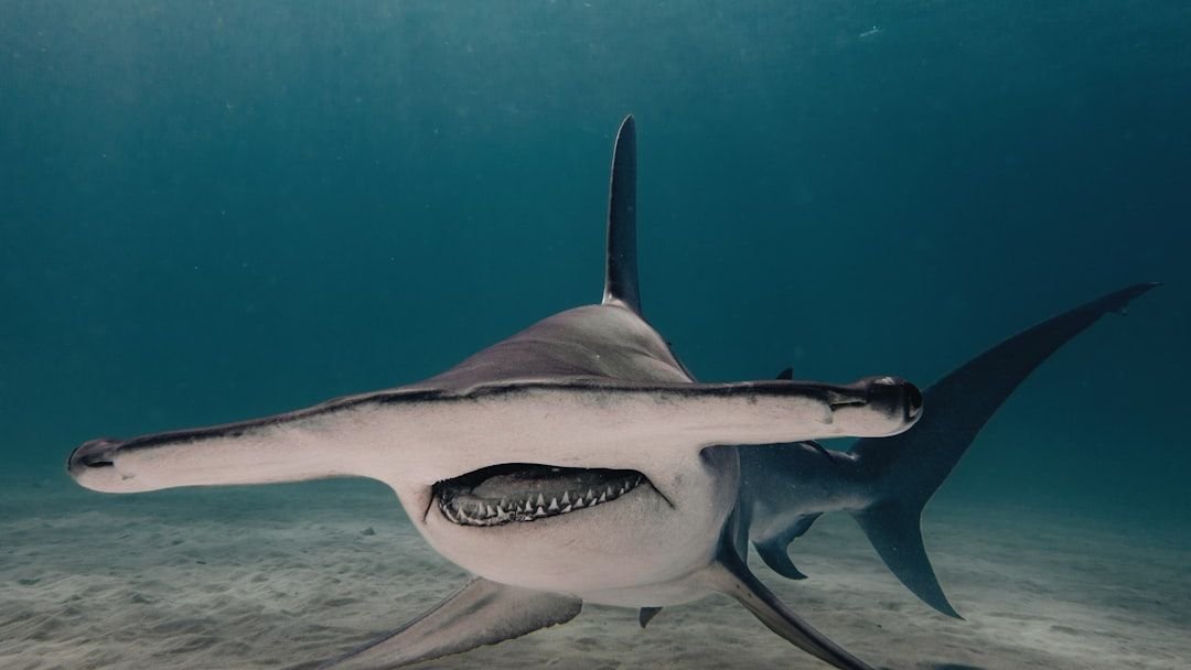 10 Animals with Extraordinary Senses You Never Knew Existed