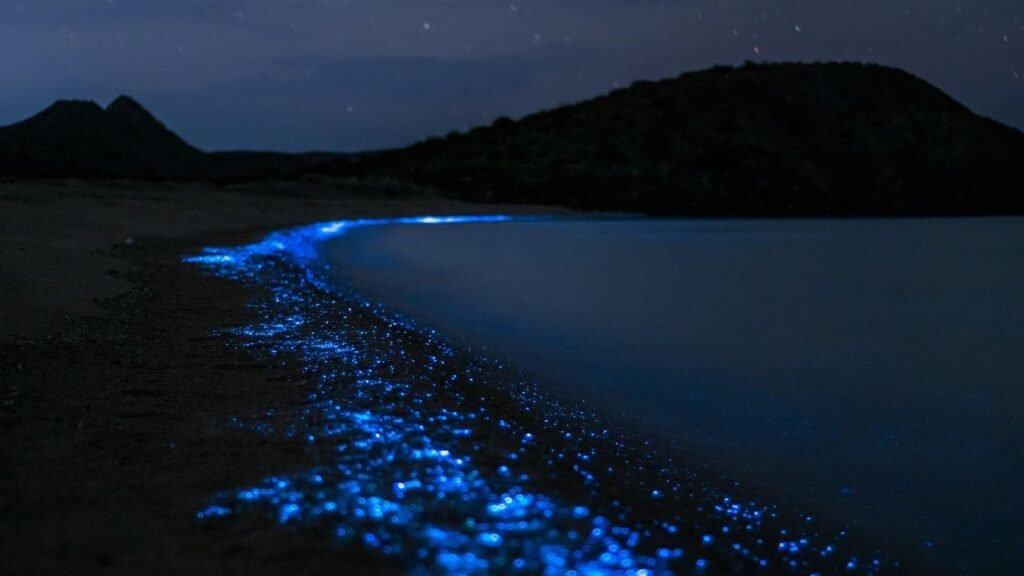 10 Fascinating Facts About Bioluminescence: Nature's Living Lights