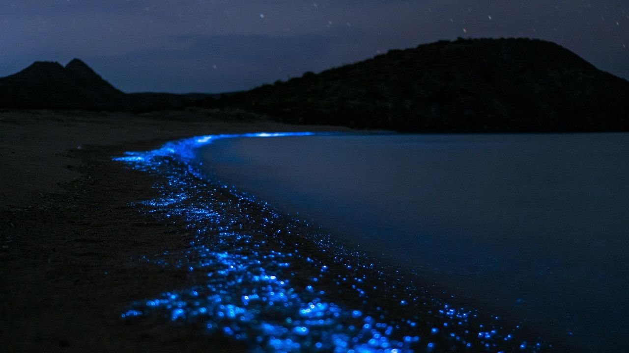 10 Fascinating Facts About Bioluminescence: Nature’s Living Lights
