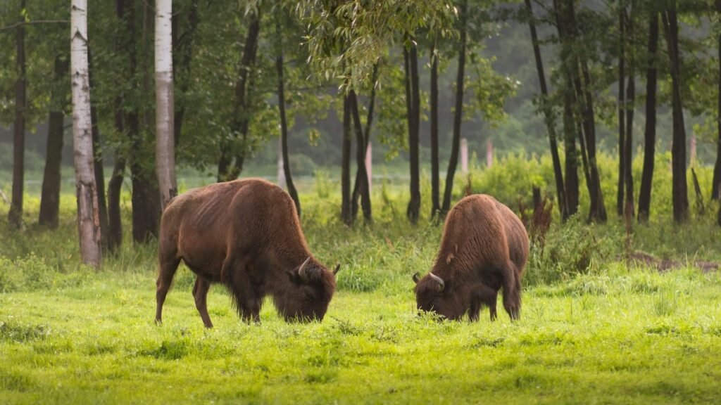 11 Iconic Wild Animals You Can Still Spot in North America's Wilderness