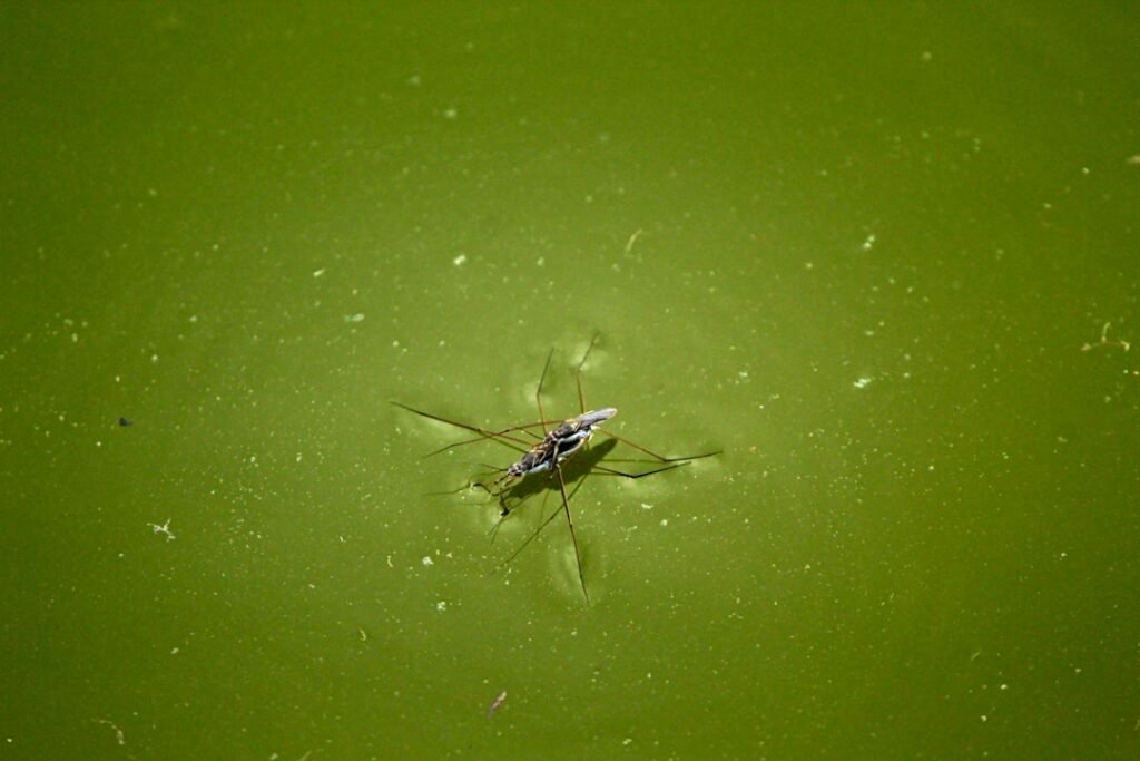 Insects are moving pharmaceutical pollutants from rivers to land; risks unknown